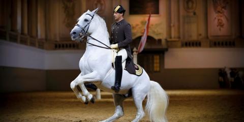 Lipizzaner Special Wien